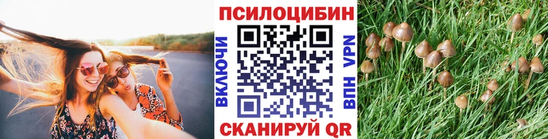 Купить где  Томмот  Галлюциногенные грибы GOLDEN TEACHER 
